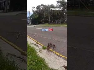 Read more about the article QUACK AND ORDER: Officer helps escort a family of ducks #shorts #animals #duck #florida #usa