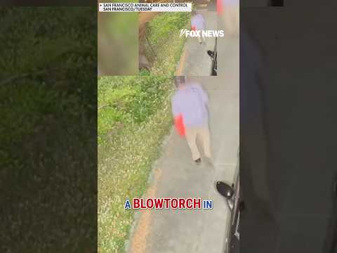 You are currently viewing Hunt for suspect accused of blowtorching raccoon #shorts #us #sanfrancisco #foxnews #news #us #fox