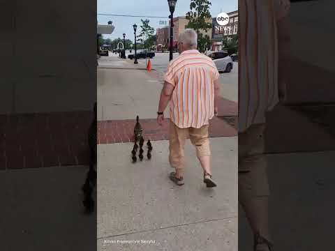 You are currently viewing Librarian guides family of ducks to safety