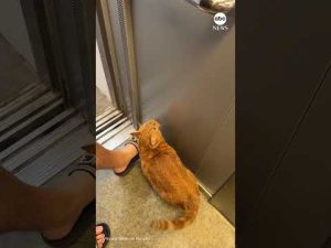 Read more about the article Orange cat memorizes route from bomb shelter to home in Ukraine