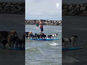Read more about the article Group of dogs make splash on single surfboard