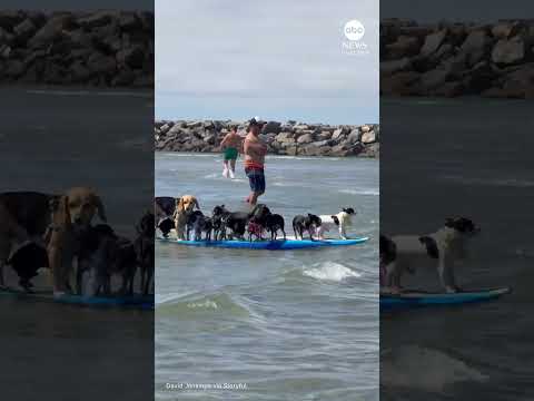 You are currently viewing Group of dogs make splash on single surfboard