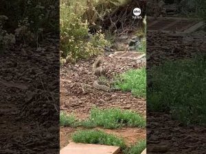 Read more about the article Squirrel goes head-to-head with rattlesnake