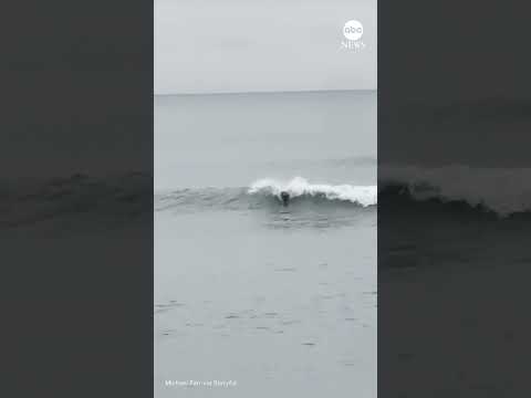You are currently viewing Seal shreds waves like a pro