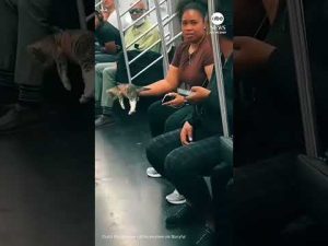 Read more about the article Stray kitten joins rat race aboard New York City subway