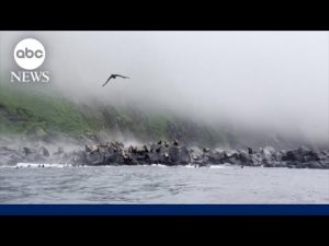Read more about the article Tsunami expert reacts to alert readiness following 8.8 magnitude earthquake