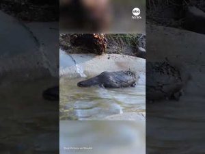 Read more about the article Platypus tests out pool at new conservation center