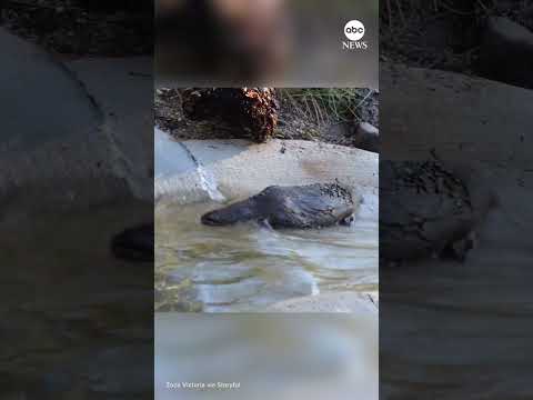 You are currently viewing Platypus tests out pool at new conservation center