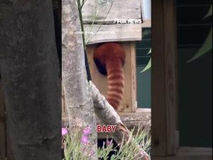 Read more about the article ADORABLE: Zoogoers get a glimpse of newborn red panda #shorts #animals #zoo #viral #news #usa #us
