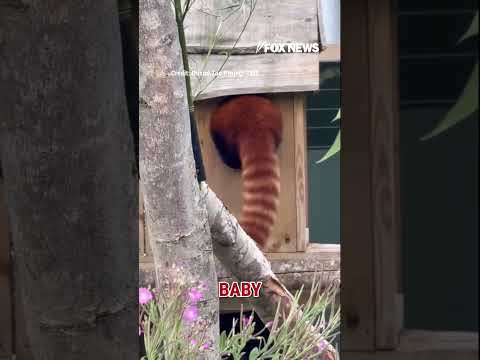 You are currently viewing ADORABLE: Zoogoers get a glimpse of newborn red panda #shorts #animals #zoo #viral #news #usa #us