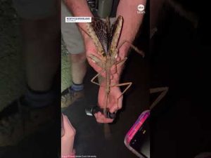Read more about the article Supersize stick insect discovered in Australia