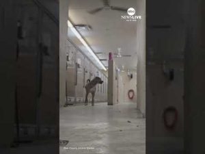 Read more about the article Rescue dog tries to escape from shelter