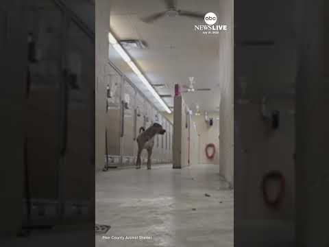 You are currently viewing Rescue dog tries to escape from shelter