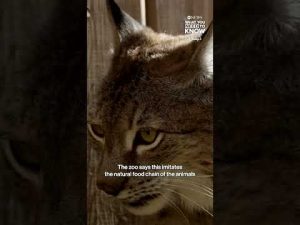 Read more about the article Danish zoo asks people to donate small pets as prey for animals