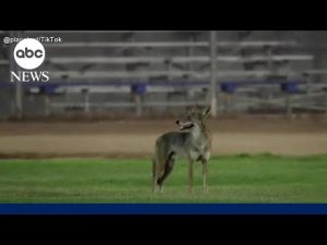 Read more about the article Video shows moment coyote attacks boy at softball game