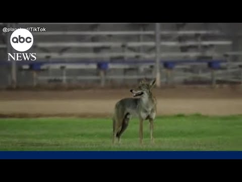 You are currently viewing Video shows moment coyote attacks boy at softball game