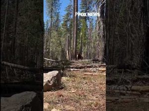Read more about the article Black bear spotted by bystanders #foxnews #shorts #usa #us #bear #news #media #watch