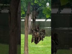 Read more about the article Flash flooding hits Wisconsin, other parts of the Midwest