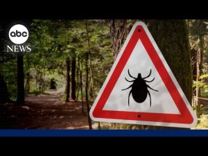Read more about the article What Is Lyme Disease and what are the symptoms?