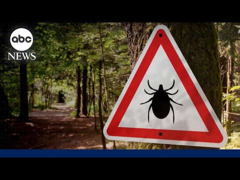 You are currently viewing What Is Lyme Disease and what are the symptoms?