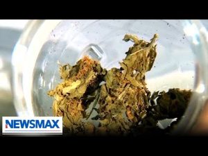 Read more about the article Illegal marijuana farms in the U.S. may have ties to the Communist Party in China