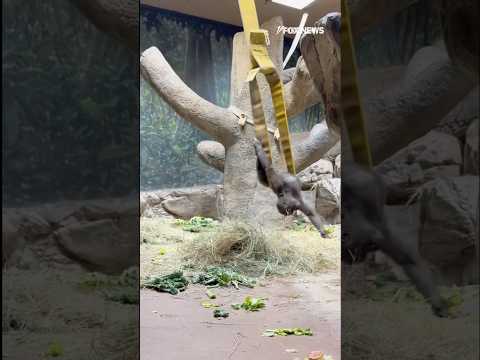 You are currently viewing JUST HANGING OUT: Watch a Gorilla enjoy playing on a swing