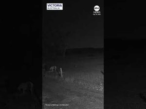 Read more about the article Meteor seen streaking across night sky in Australia