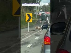 Read more about the article Man scolds koala after rescuing it from busy road