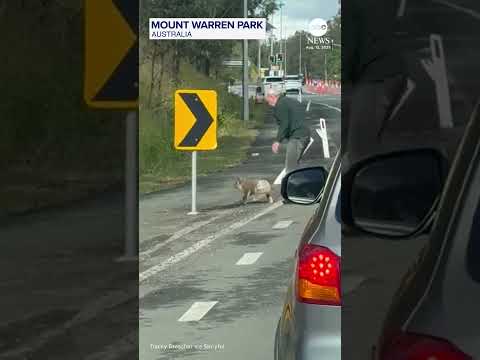 You are currently viewing Man scolds koala after rescuing it from busy road
