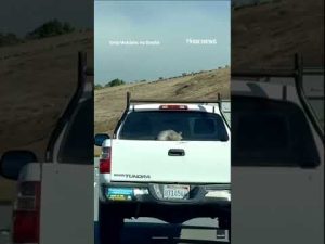 Read more about the article Hitchhiking raccoon feels wind its hair on California freeway #shorts #news #us #foxnews