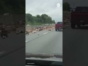 Read more about the article Hot dog spill shuts down highway in commuters’ wurst nightmare