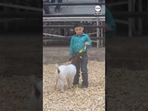 Read more about the article Texas boy shares emotional moment with his prize-winning goat