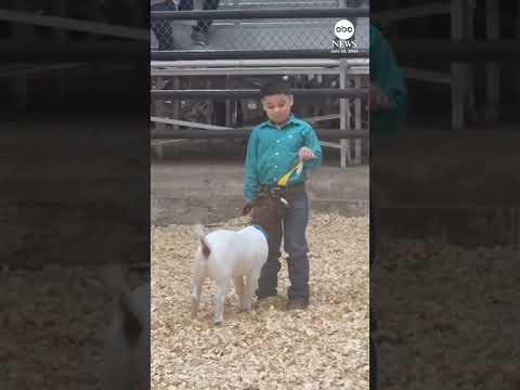 You are currently viewing Texas boy shares emotional moment with his prize-winning goat