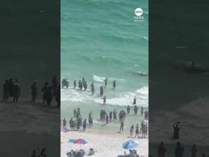 Read more about the article Shark and stingray tussle right off Florida shoreline