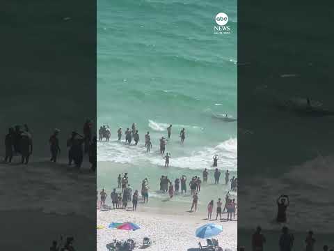 You are currently viewing Shark and stingray tussle right off Florida shoreline