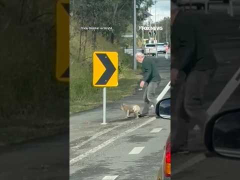 You are currently viewing WATCH: Koala SCOLDED after being pulled off busy highway #shorts #viral #koala #world #news #foxnews