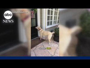 Read more about the article Dynamic dog’s daily visits to neighbors ‘never gets old’