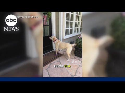 You are currently viewing Dynamic dog’s daily visits to neighbors ‘never gets old’