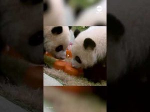 Read more about the article Panda cub twins celebrate first birthday