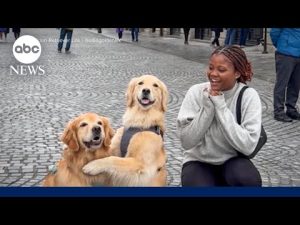 Read more about the article Army veteran travels the world on ‘Mission to Spread Smiles’ with therapy dogs