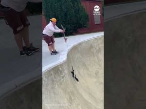 Read more about the article Skunk rescued after getting stuck in bowl at skatepark in Pennsylvania