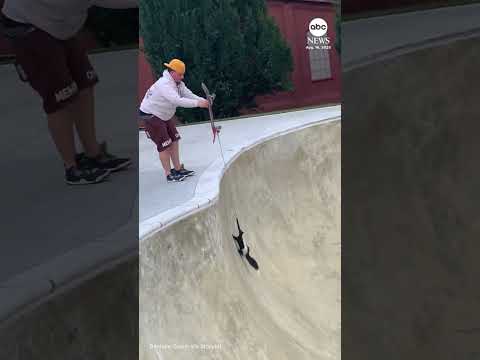 You are currently viewing Skunk rescued after getting stuck in bowl at skatepark in Pennsylvania