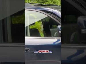 Read more about the article CLEVER BEAR: Black bear opens woman’s car doors in driveway #shorts #wildlife #bear #car #crazy #us
