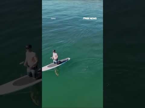 You are currently viewing Chilling footage: Great white approaches paddleboarder #shorts #foxnews #news #viral #us