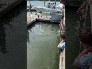 Read more about the article Gator swims with sharks in family’s South Carolina vacation video