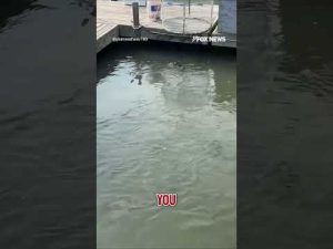 Read more about the article PREDATOR SHOWDOWN: Alligator and multiple sharks swim side by side #shorts #usa #us #viral #new