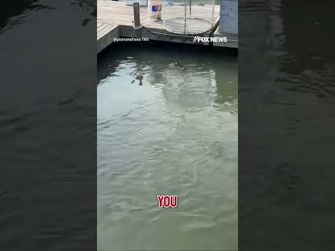 You are currently viewing PREDATOR SHOWDOWN: Alligator and multiple sharks swim side by side #shorts #usa #us #viral #new