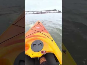 Read more about the article ‘WHALE OF A TALE’: Tourist captures moment two beluga whales swim around her kayak #shorts #news