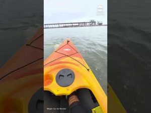 Read more about the article Beluga whales bump delight tourist’s kayak