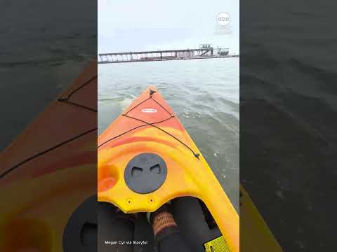 You are currently viewing Beluga whales bump delight tourist’s kayak